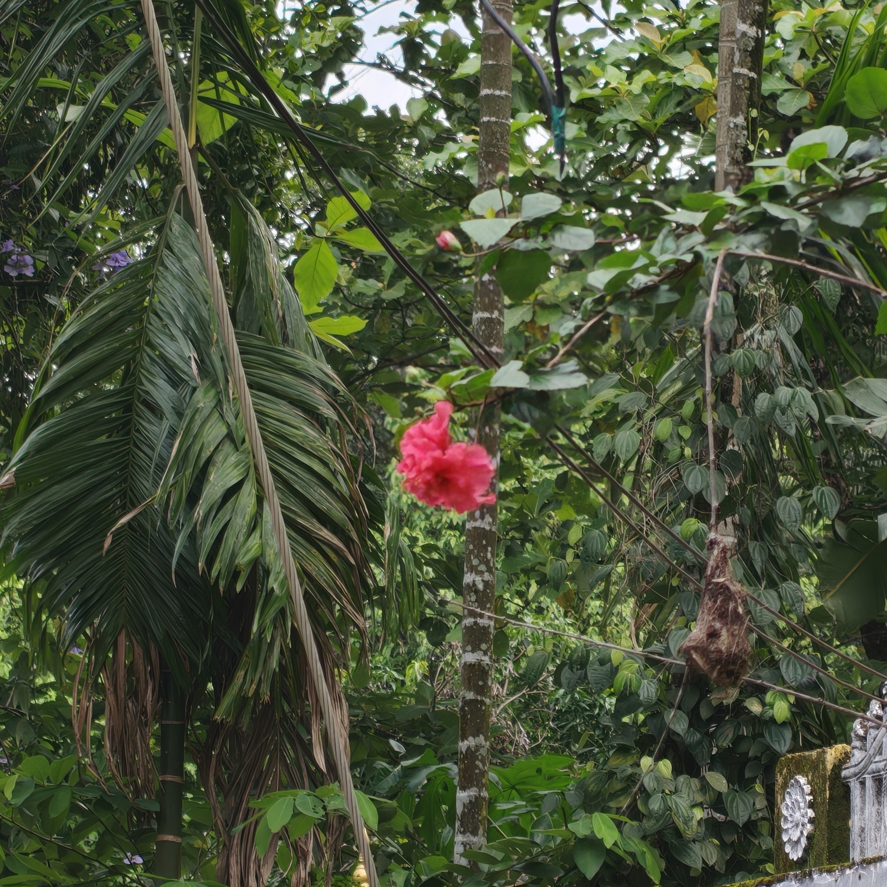 Album Nature